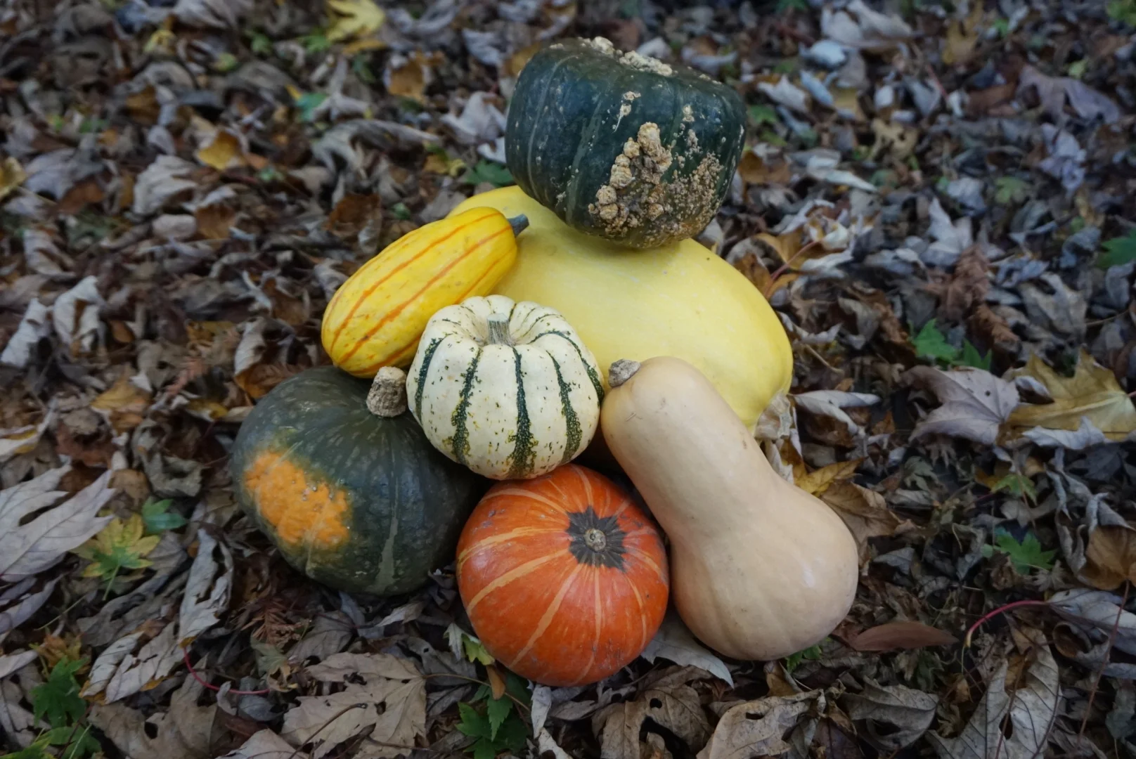 Seven Reasons to Get Squashy This Fall (and How to Prepare Them) — Wildflower Medicine