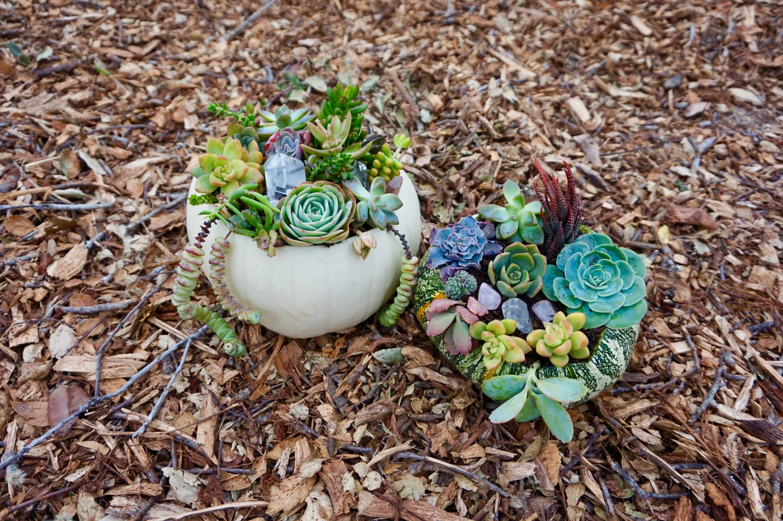 DIY Succulent Pumpkin — Wildflower Medicine
