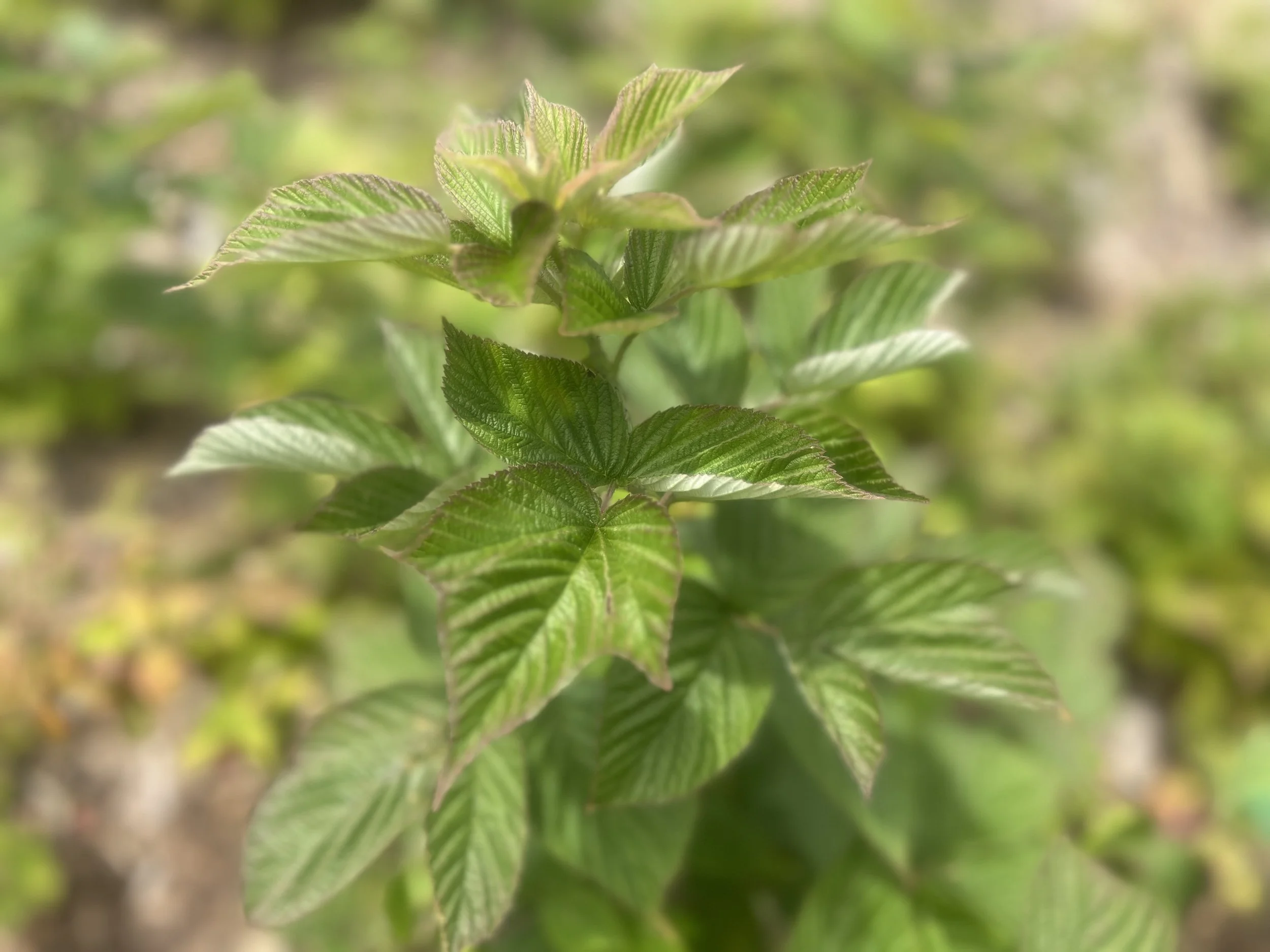 Benefits of red raspberry leaf — Wildflower Medicine