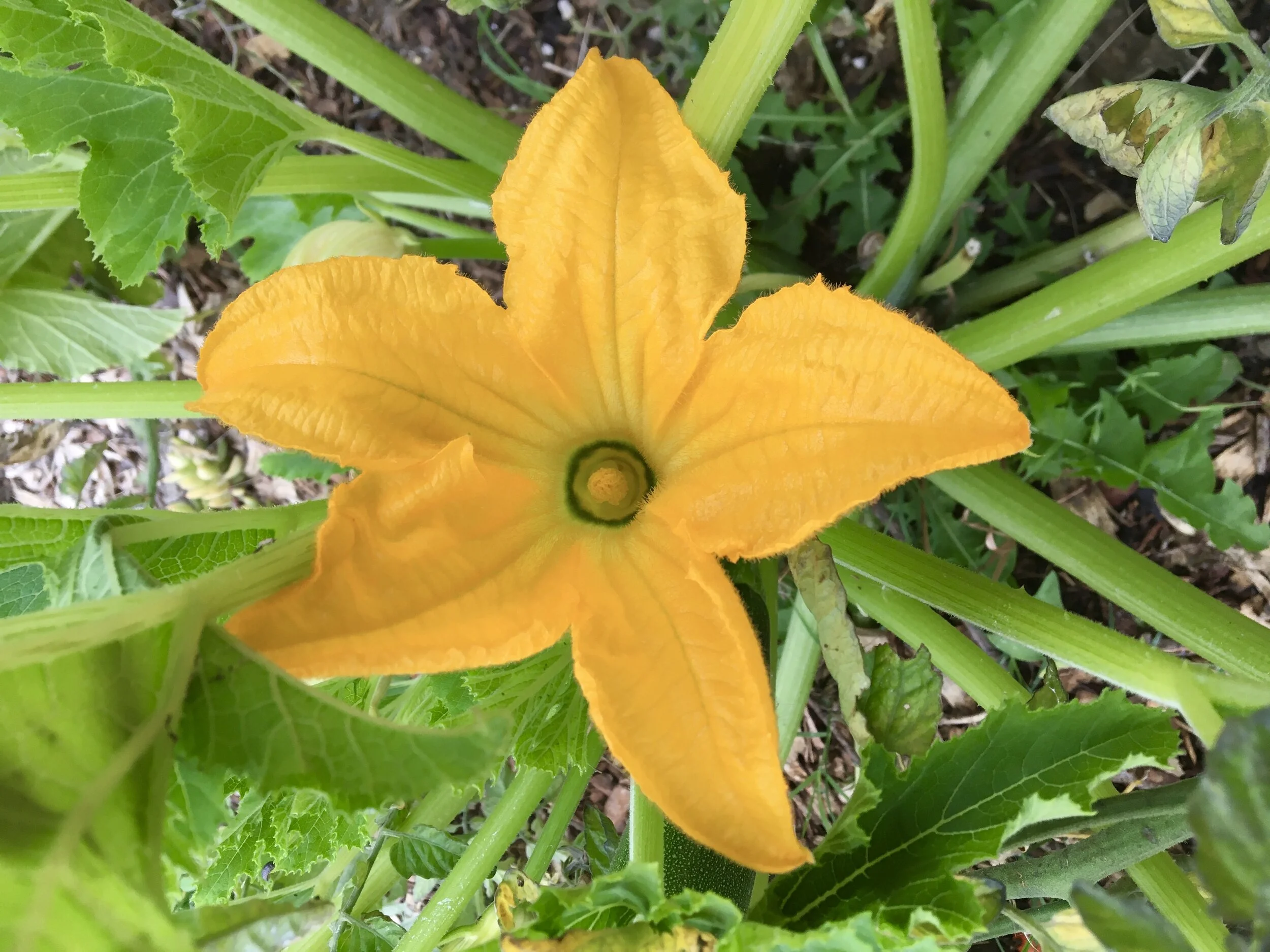 Summer Seasonal Food Highlight: Squash Blossoms! — Wildflower Medicine